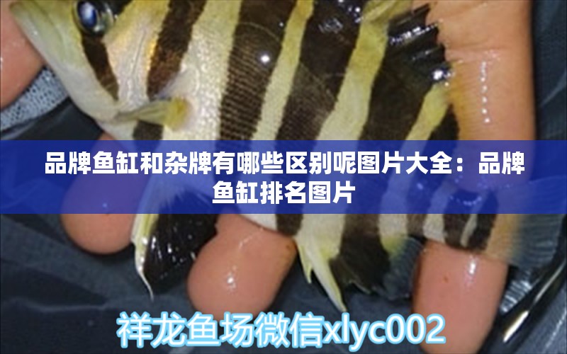 品牌魚(yú)缸和雜牌有哪些區(qū)別呢圖片大全：品牌魚(yú)缸排名圖片