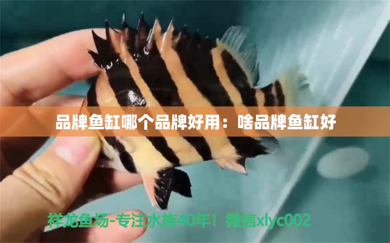 品牌魚(yú)缸哪個(gè)品牌好用：啥品牌魚(yú)缸好