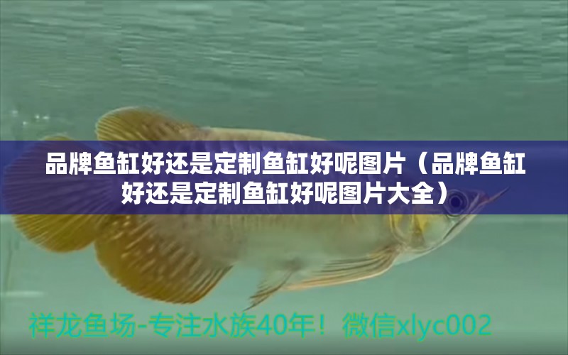 品牌魚缸好還是定制魚缸好呢圖片（品牌魚缸好還是定制魚缸好呢圖片大全）