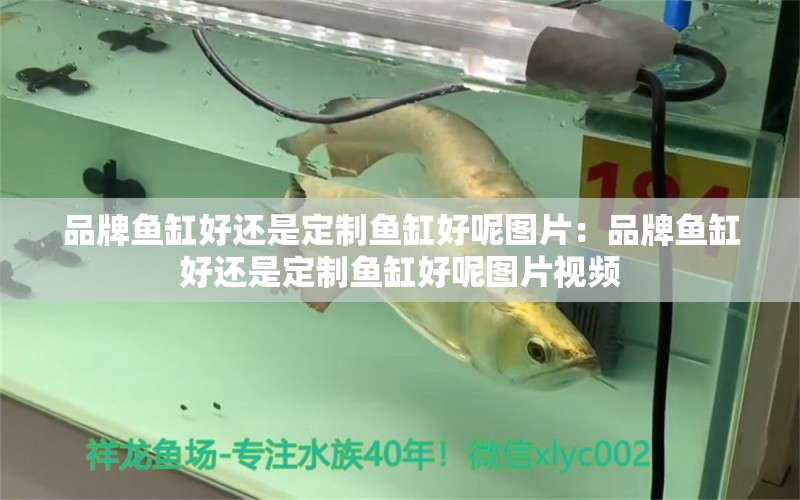 品牌魚缸好還是定制魚缸好呢圖片：品牌魚缸好還是定制魚缸好呢圖片視頻