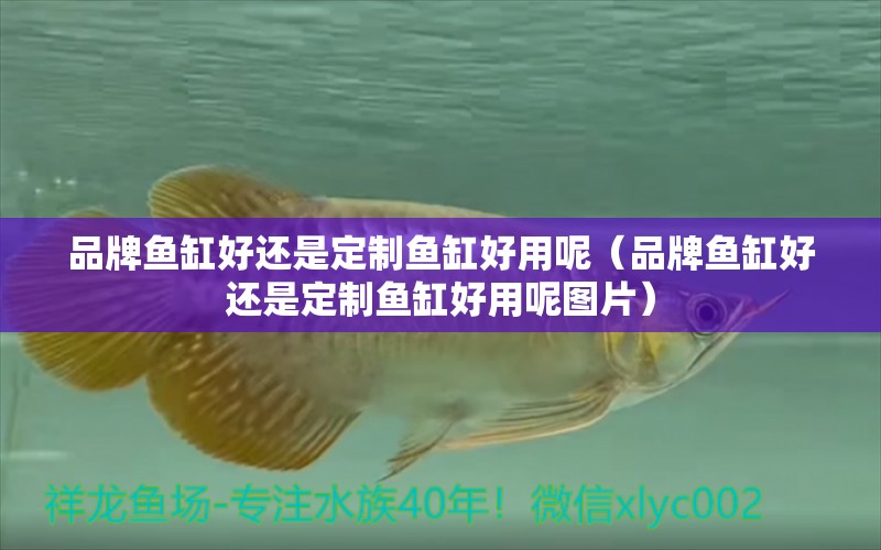 品牌魚缸好還是定制魚缸好用呢（品牌魚缸好還是定制魚缸好用呢圖片） 野彩魚