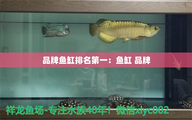 品牌魚缸排名第一：魚缸 品牌 廣州龍魚批發(fā)市場