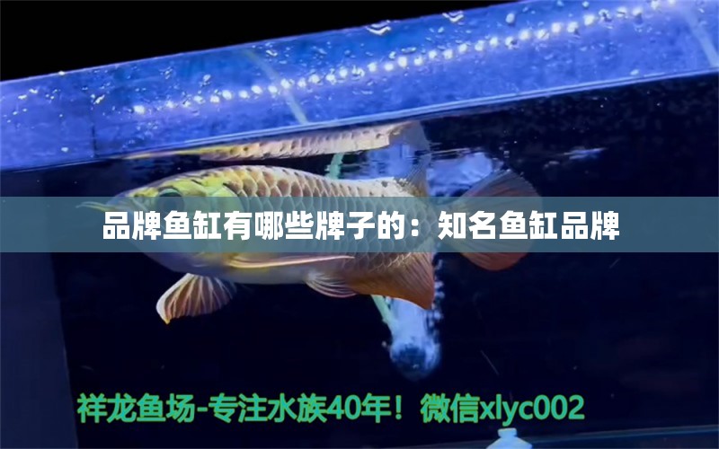 品牌魚(yú)缸有哪些牌子的：知名魚(yú)缸品牌