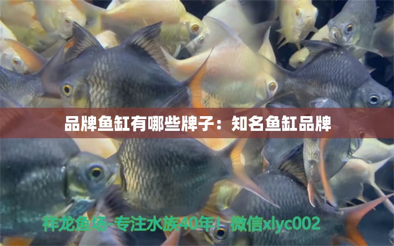 品牌魚缸有哪些牌子：知名魚缸品牌