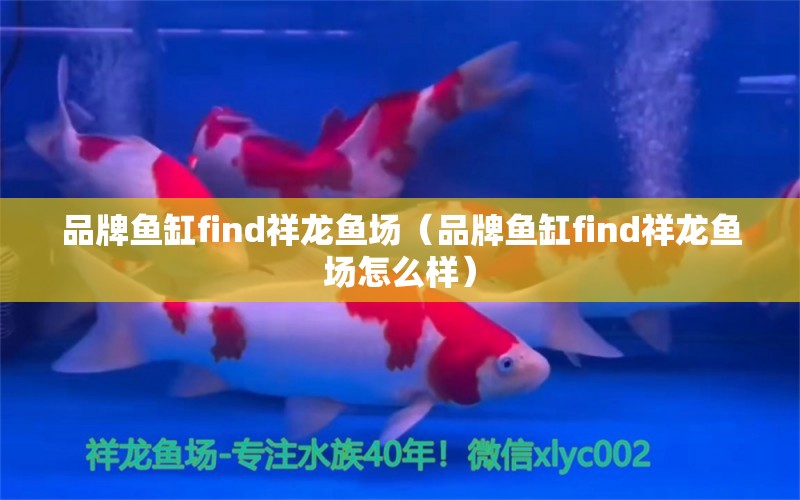 品牌魚缸find祥龍魚場(chǎng)（品牌魚缸find祥龍魚場(chǎng)怎么樣）