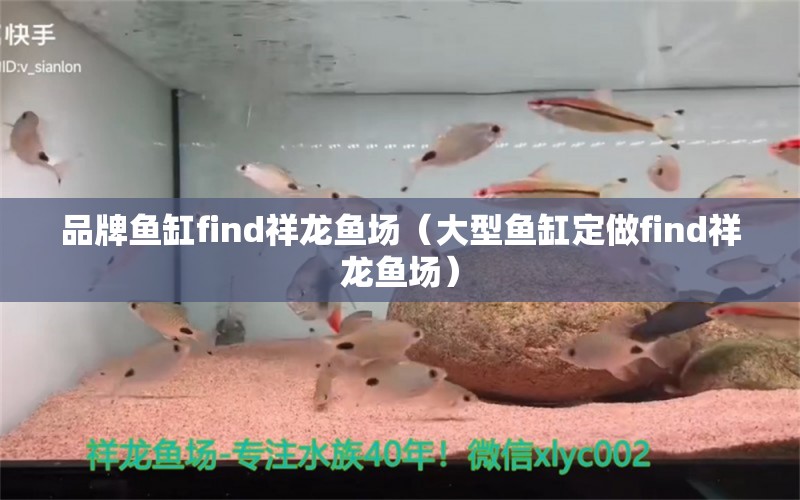 品牌魚缸find祥龍魚場（大型魚缸定做find祥龍魚場） 祥龍魚場