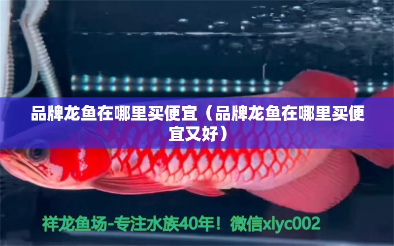 品牌龍魚在哪里買便宜（品牌龍魚在哪里買便宜又好）