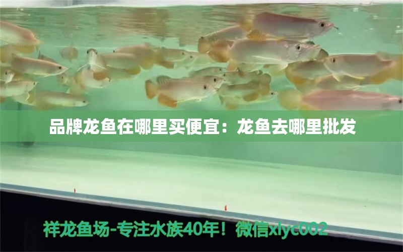 品牌龍魚在哪里買便宜：龍魚去哪里批發(fā) 廣州龍魚批發(fā)市場(chǎng)