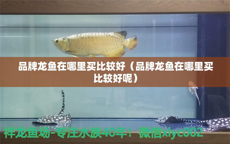 品牌龍魚在哪里買比較好（品牌龍魚在哪里買比較好呢）