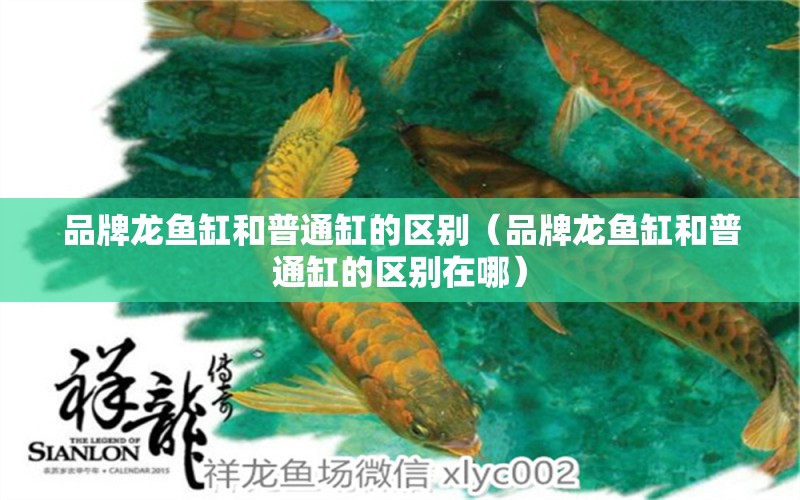 品牌龍魚(yú)缸和普通缸的區(qū)別（品牌龍魚(yú)缸和普通缸的區(qū)別在哪）