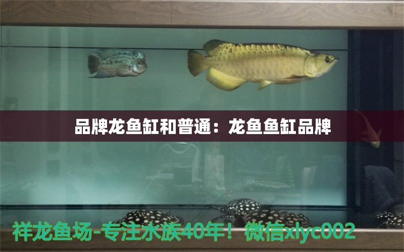 品牌龍魚缸和普通：龍魚魚缸品牌