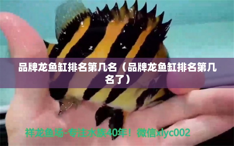 品牌龍魚缸排名第幾名（品牌龍魚缸排名第幾名了）