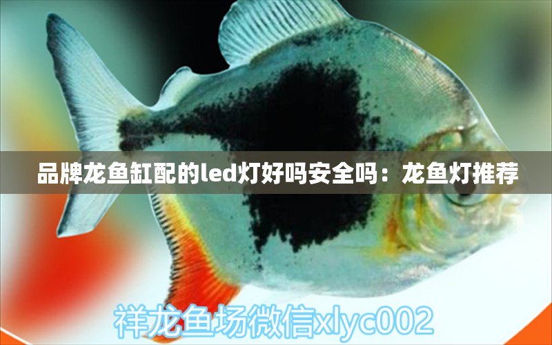 品牌龍魚缸配的led燈好嗎安全嗎：龍魚燈推薦