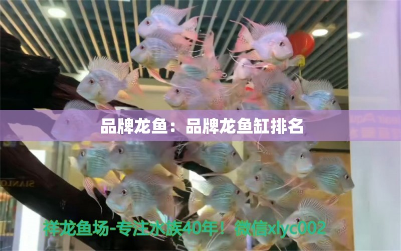 品牌龍魚：品牌龍魚缸排名