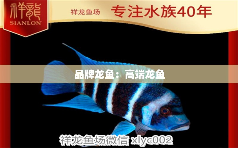 品牌龍魚：高端龍魚