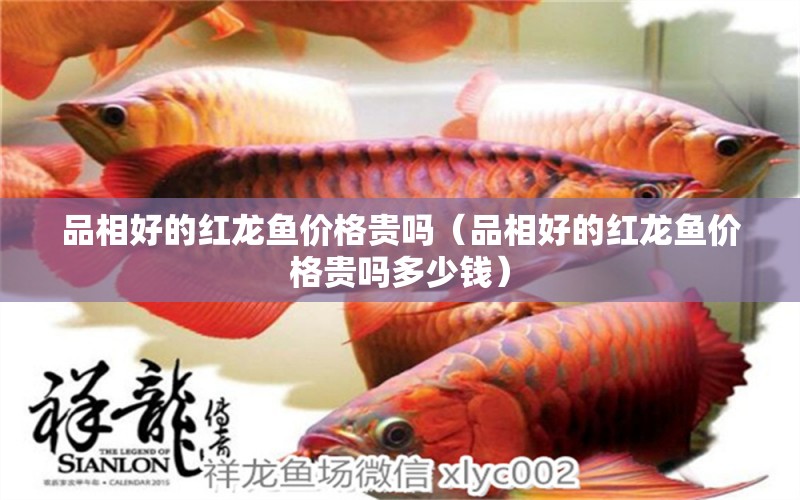 品相好的紅龍魚價(jià)格貴嗎（品相好的紅龍魚價(jià)格貴嗎多少錢）