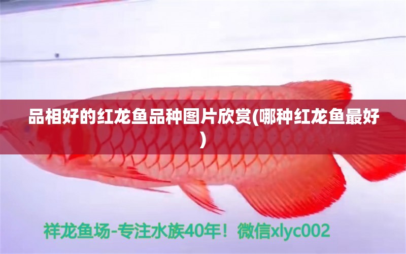 品相好的紅龍魚品種圖片欣賞(哪種紅龍魚最好) 七紋巨鯉魚 第1張