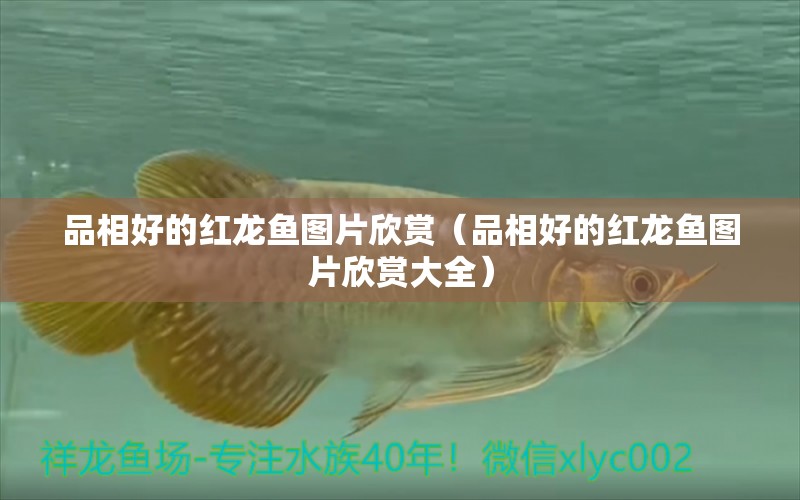 品相好的紅龍魚圖片欣賞（品相好的紅龍魚圖片欣賞大全）