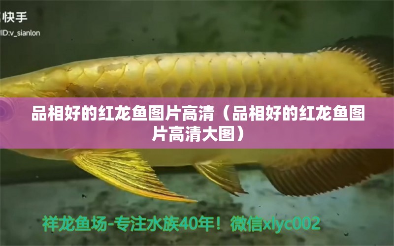 品相好的紅龍魚圖片高清（品相好的紅龍魚圖片高清大圖）