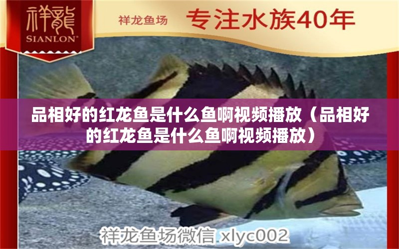 品相好的紅龍魚(yú)是什么魚(yú)啊視頻播放（品相好的紅龍魚(yú)是什么魚(yú)啊視頻播放）