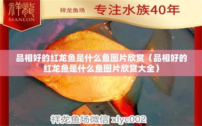 品相好的紅龍魚(yú)是什么魚(yú)圖片欣賞（品相好的紅龍魚(yú)是什么魚(yú)圖片欣賞大全）