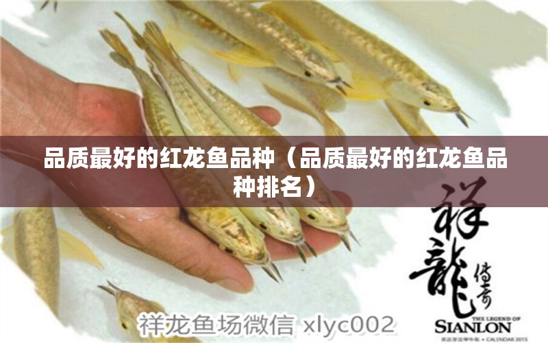 品質(zhì)最好的紅龍魚品種（品質(zhì)最好的紅龍魚品種排名） 蘇虎