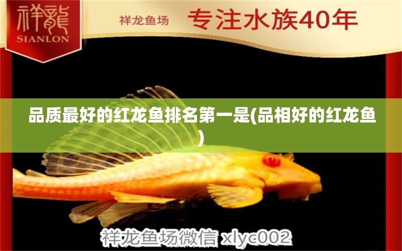 品質(zhì)最好的紅龍魚排名第一是(品相好的紅龍魚) 印尼虎苗