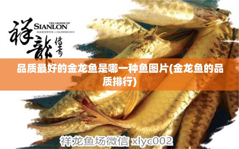 品質(zhì)最好的金龍魚是哪一種魚圖片(金龍魚的品質(zhì)排行) 一眉道人魚苗 第2張