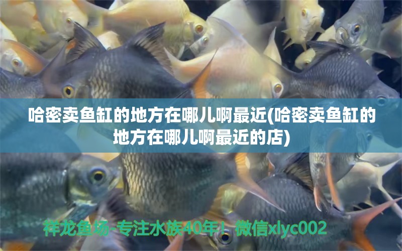 哈密賣魚缸的地方在哪兒啊最近(哈密賣魚缸的地方在哪兒啊最近的店) 海水魚（海水魚批發(fā)）