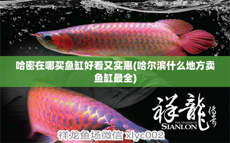 哈密在哪買魚缸好看又實惠(哈爾濱什么地方賣魚缸最全) 三間鼠魚苗