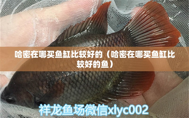 哈密在哪買魚缸比較好的（哈密在哪買魚缸比較好的魚） 觀賞魚市場(chǎng)（混養(yǎng)魚）