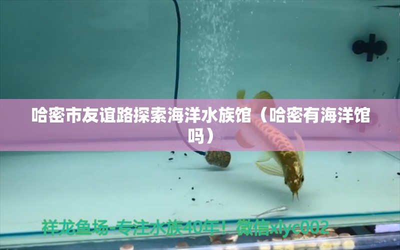 哈密市友誼路探索海洋水族館（哈密有海洋館嗎）