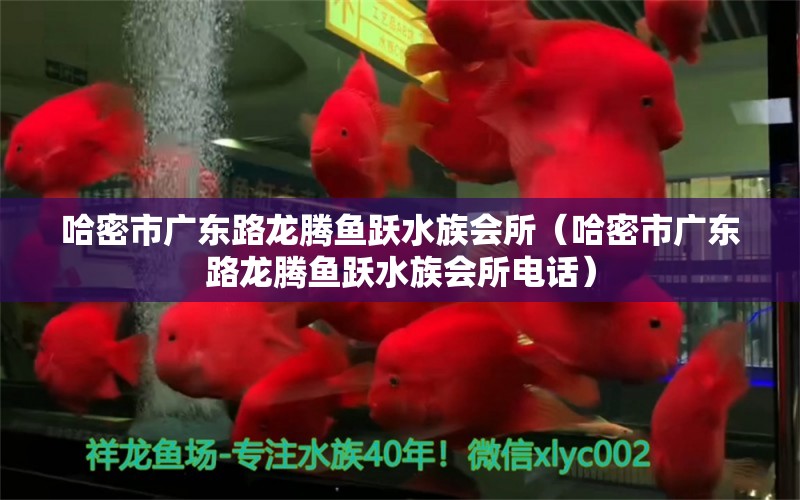 哈密市廣東路龍騰魚躍水族會(huì)所（哈密市廣東路龍騰魚躍水族會(huì)所電話）