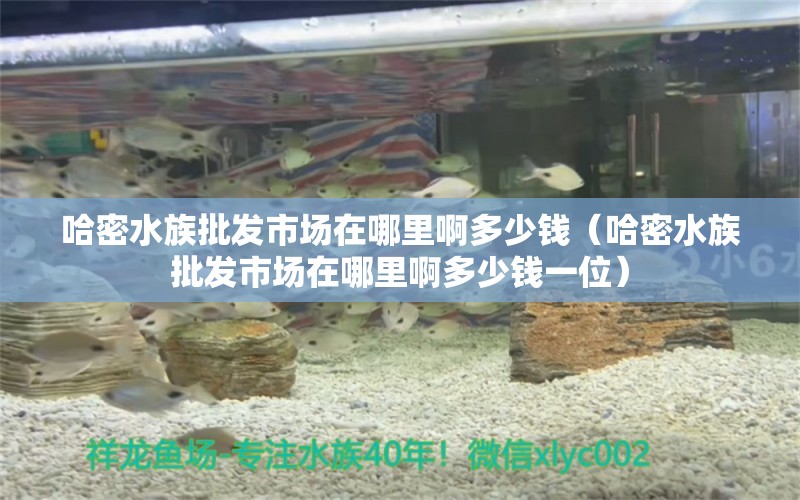 哈密水族批發(fā)市場(chǎng)在哪里啊多少錢（哈密水族批發(fā)市場(chǎng)在哪里啊多少錢一位） 觀賞魚水族批發(fā)市場(chǎng)