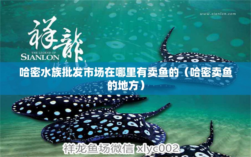 哈密水族批發(fā)市場在哪里有賣魚的（哈密賣魚的地方） 印尼小紅龍