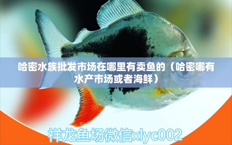 哈密水族批發(fā)市場在哪里有賣魚的（哈密哪有水產(chǎn)市場或者海鮮） 青龍魚