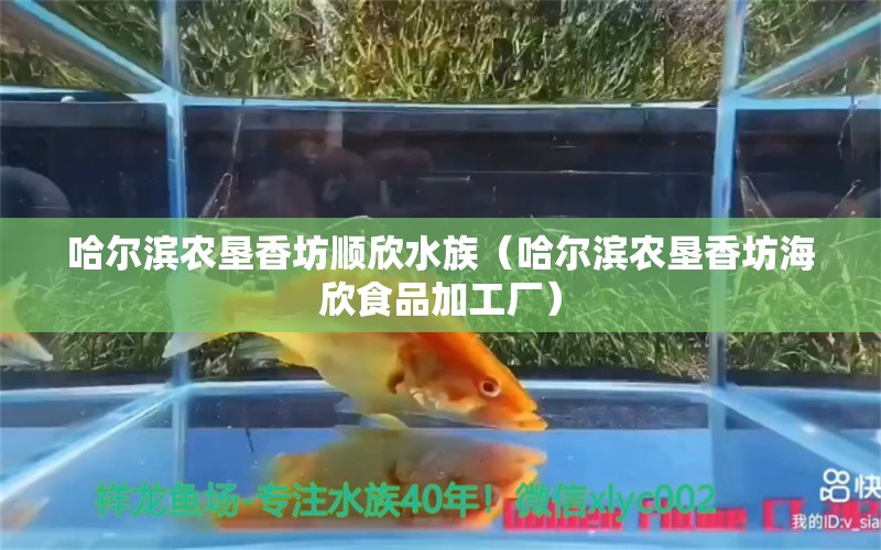 哈爾濱農墾香坊順欣水族（哈爾濱農墾香坊海欣食品加工廠） 全國水族館企業(yè)名錄