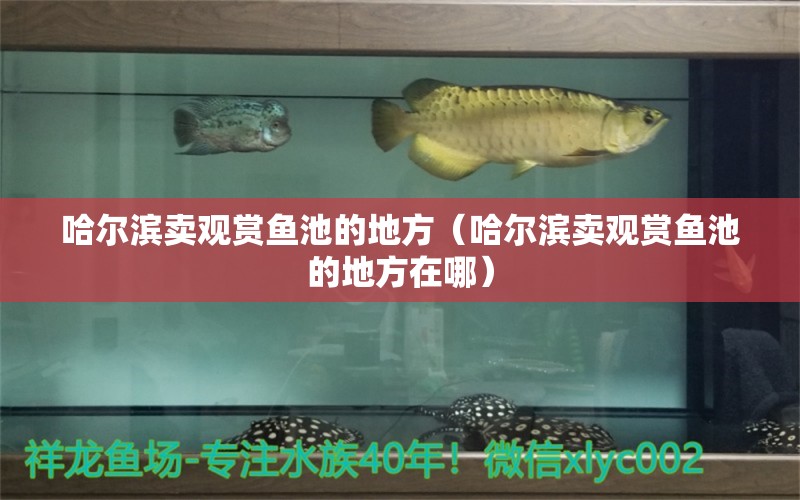 哈爾濱賣觀賞魚池的地方（哈爾濱賣觀賞魚池的地方在哪）