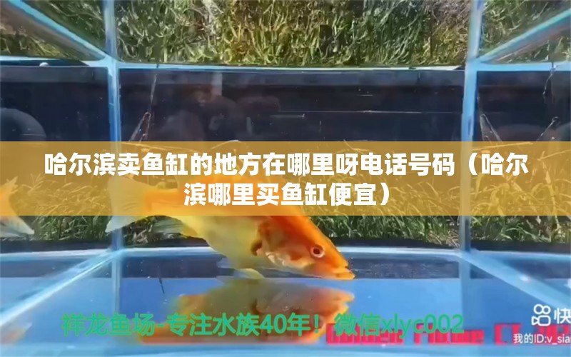 哈爾濱賣魚缸的地方在哪里呀電話號(hào)碼（哈爾濱哪里買魚缸便宜） 速倍妥魚糧魚藥