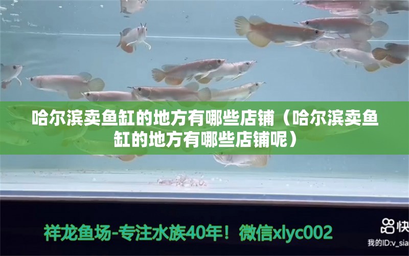 哈爾濱賣魚缸的地方有哪些店鋪（哈爾濱賣魚缸的地方有哪些店鋪呢） 夢幻雷龍魚