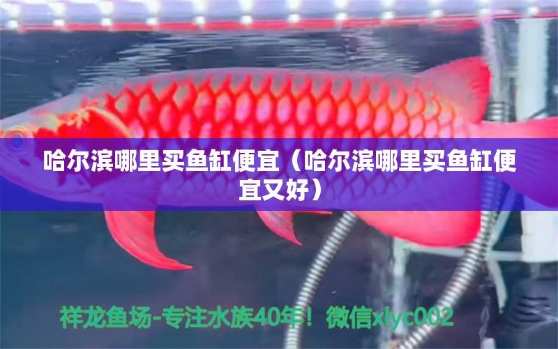 哈爾濱哪里買魚缸便宜（哈爾濱哪里買魚缸便宜又好）