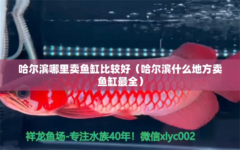 哈爾濱哪里賣魚缸比較好（哈爾濱什么地方賣魚缸最全）