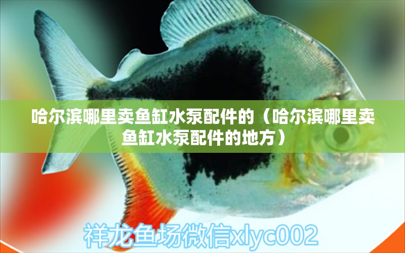 哈爾濱哪里賣魚缸水泵配件的（哈爾濱哪里賣魚缸水泵配件的地方） 祥龍水族護(hù)理水