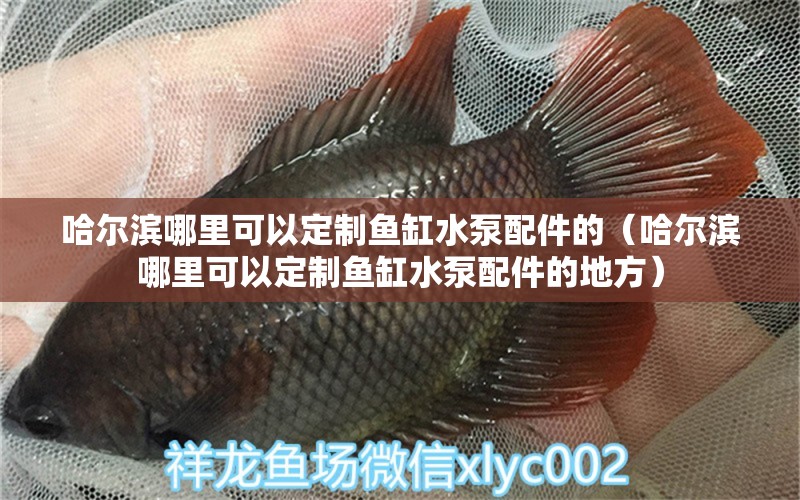 哈爾濱哪里可以定制魚缸水泵配件的（哈爾濱哪里可以定制魚缸水泵配件的地方） 魚缸水泵