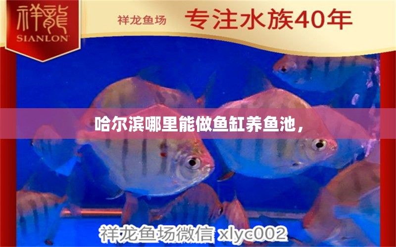 哈爾濱哪里能做魚缸養(yǎng)魚池， 細線銀版魚