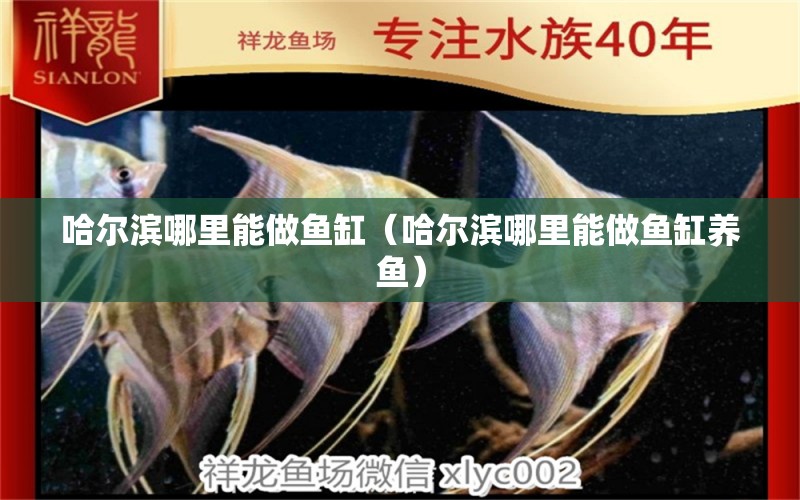 哈爾濱哪里能做魚缸（哈爾濱哪里能做魚缸養(yǎng)魚） 其他品牌魚缸