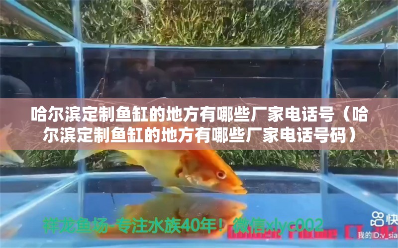 哈爾濱定制魚缸的地方有哪些廠家電話號(hào)（哈爾濱定制魚缸的地方有哪些廠家電話號(hào)碼）