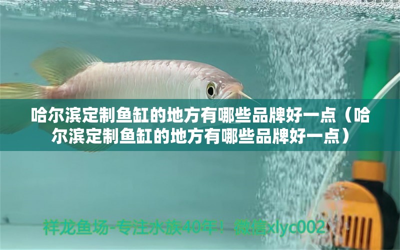 哈爾濱定制魚缸的地方有哪些品牌好一點（哈爾濱定制魚缸的地方有哪些品牌好一點） 觀賞魚市場（混養(yǎng)魚）