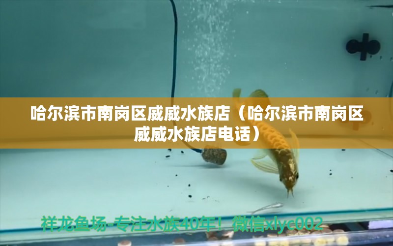 哈爾濱市南崗區(qū)威威水族店（哈爾濱市南崗區(qū)威威水族店電話） 全國(guó)水族館企業(yè)名錄