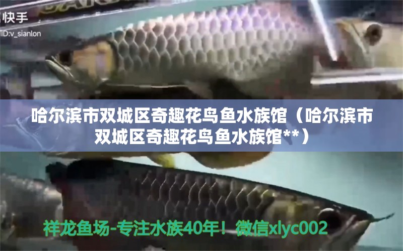 哈爾濱市雙城區(qū)奇趣花鳥魚水族館（哈爾濱市雙城區(qū)奇趣花鳥魚水族館**）